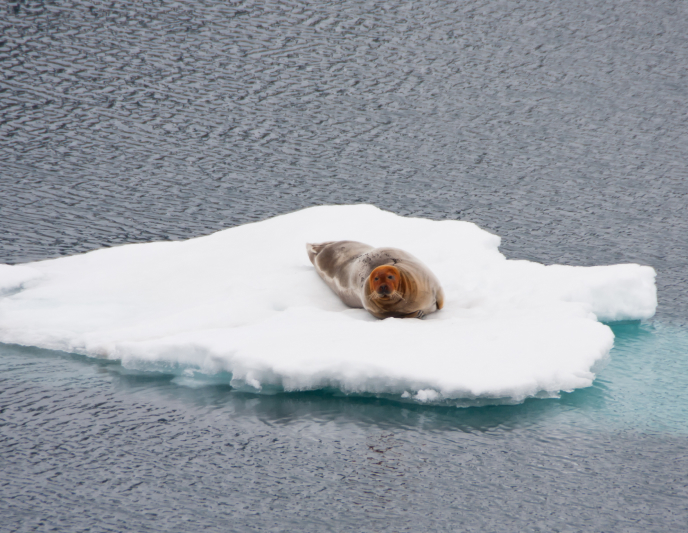 Bearded Seal on ice