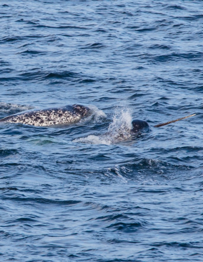 Narwals in norway