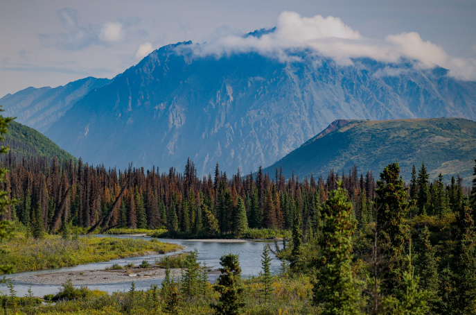 photo of the northern forest