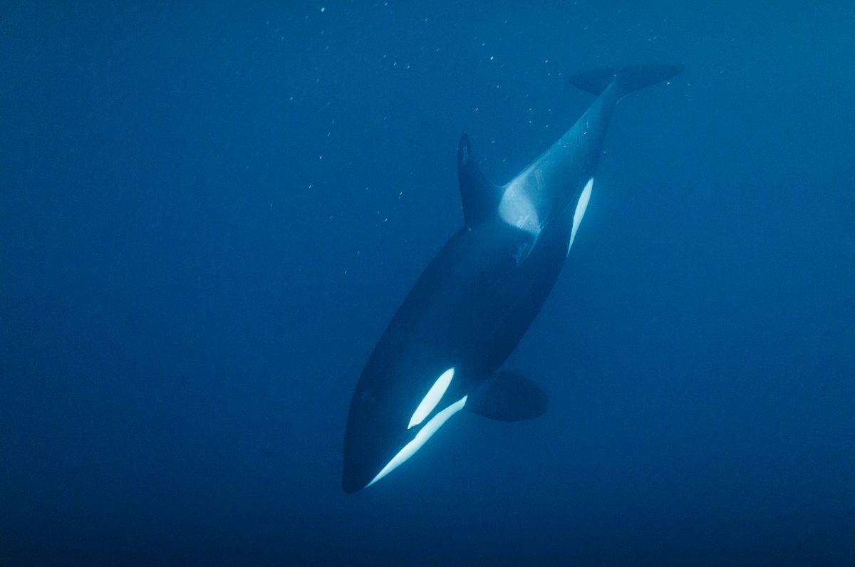 Image of a Orca in Norway