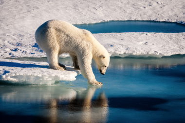 photo of the arctic Sea