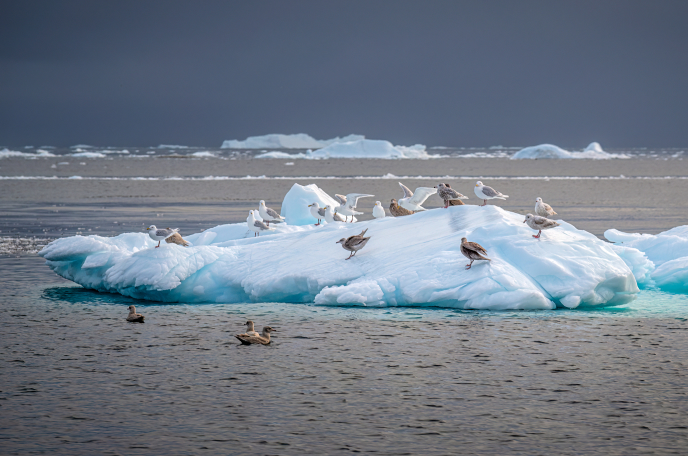 Seabirds on a block of ice in greenland